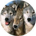 Wolf Wallpaper  screen for extension Chrome web store in OffiDocs Chromium