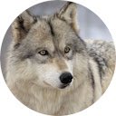 Wolf Wallpaper New Tab  screen for extension Chrome web store in OffiDocs Chromium