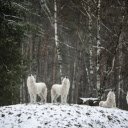 Wolves howl  screen for extension Chrome web store in OffiDocs Chromium