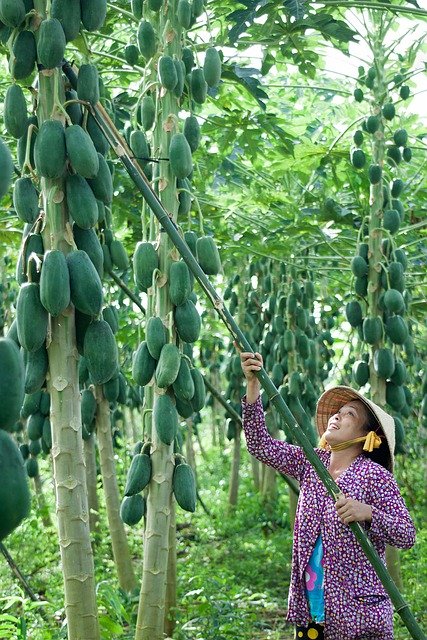 Libreng download woman harvest tropical nature libreng larawan na ie-edit gamit ang GIMP free online image editor