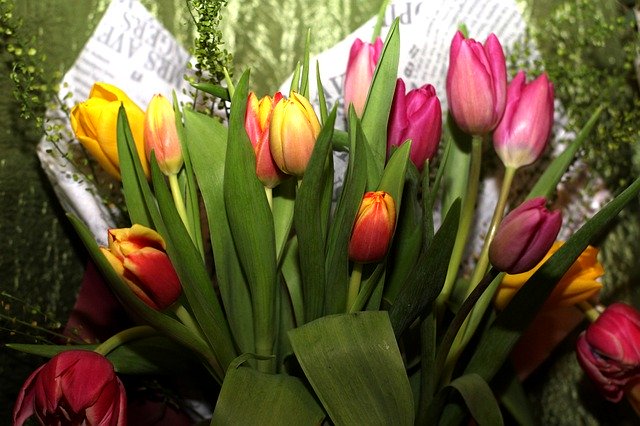 Tải xuống miễn phí ngày phụ nữ 8 tháng XNUMX hình ảnh hoa hoa được chỉnh sửa miễn phí bằng trình chỉnh sửa hình ảnh trực tuyến miễn phí GIMP
