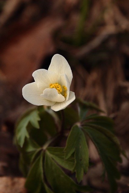 Free download wood anemones wild plant leaves free picture to be edited with GIMP free online image editor
