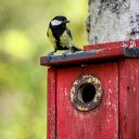 Wooden bird nest and little bird  screen for extension Chrome web store in OffiDocs Chromium