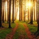 Wooden trees receive sunlight  screen for extension Chrome web store in OffiDocs Chromium