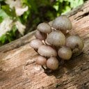Wood Mushroom  screen for extension Chrome web store in OffiDocs Chromium