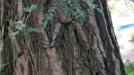 Free download Wood Nature Park -  free video to be edited with OpenShot online video editor