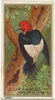 Free download Woodpecker, from the Birds of America series (N4) for Allen & Ginter Cigarettes Brands free photo or picture to be edited with GIMP online image editor