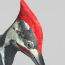 Woodpecker Ku  screen for extension Chrome web store in OffiDocs Chromium