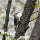 Woodpecker on a white flower tree  screen for extension Chrome web store in OffiDocs Chromium