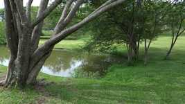 Free download Woods Lake Landscape -  free video to be edited with OpenShot online video editor