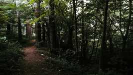Download gratuito Woods Trees - foto o immagine gratuita da modificare con l'editor di immagini online di GIMP