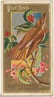 Free download Wood Thrush, from the Birds of America series (N4) for Allen & Ginter Cigarettes Brands free photo or picture to be edited with GIMP online image editor