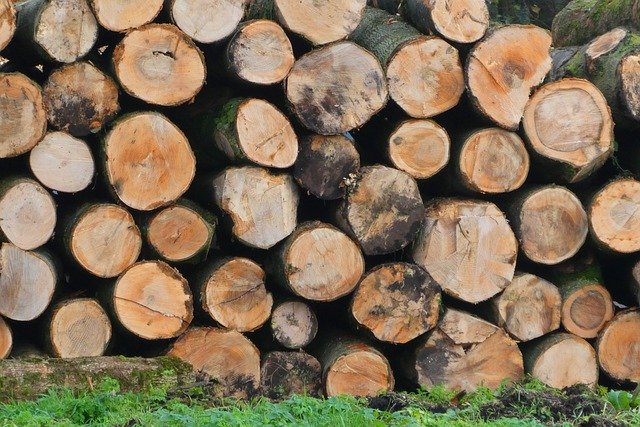 Gratis download Wood Trunks Serrated - gratis gratis foto of afbeelding die u kunt bewerken met de online GIMP-afbeeldingseditor