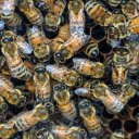 Worker bees  screen for extension Chrome web store in OffiDocs Chromium