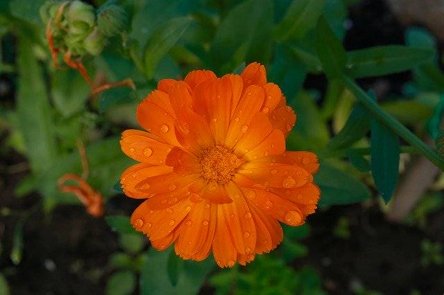 הורדה חינם Worry Calendula Flower - תמונה או תמונה בחינם לעריכה עם עורך התמונות המקוון GIMP