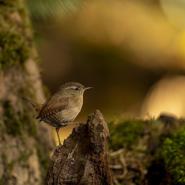 Free download wren bird stump animal troglodyte free picture to be edited with GIMP free online image editor