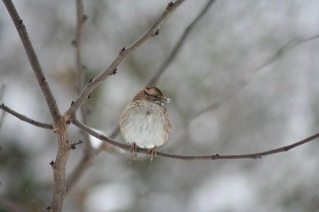 Kostenloser Download Wren Winter Bird kostenlose Fotovorlage zur Bearbeitung mit GIMP Online-Bildbearbeitung