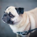 Wrinkled faced dog  screen for extension Chrome web store in OffiDocs Chromium