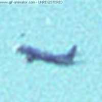 Free download WTC Plane Wobble 3 D free photo or picture to be edited with GIMP online image editor