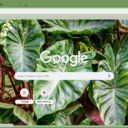 Xanthosoma  screen for extension Chrome web store in OffiDocs Chromium