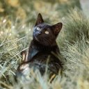Pantalla del tema Black Cat para la extensión Chrome web store en OffiDocs Chromium