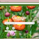 Xerochrysum  screen for extension Chrome web store in OffiDocs Chromium