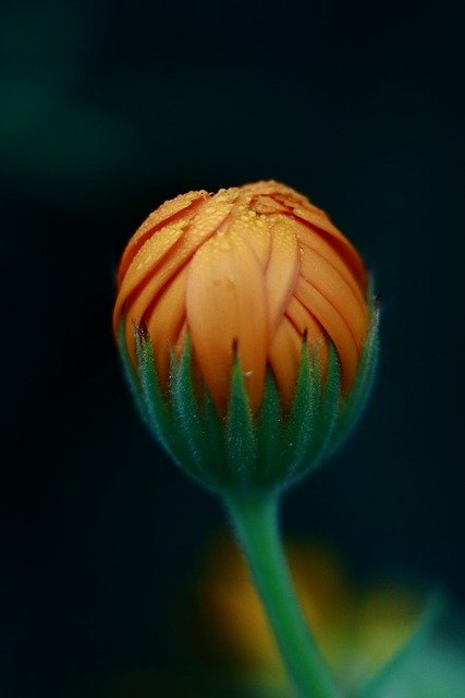 Kostenloser Download der Blume Heilpflanze Orange, kostenloses Bild zur Bearbeitung mit dem kostenlosen Online-Bildeditor GIMP
