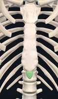 Free download Xiphoid Process Of Sternum free photo or picture to be edited with GIMP online image editor