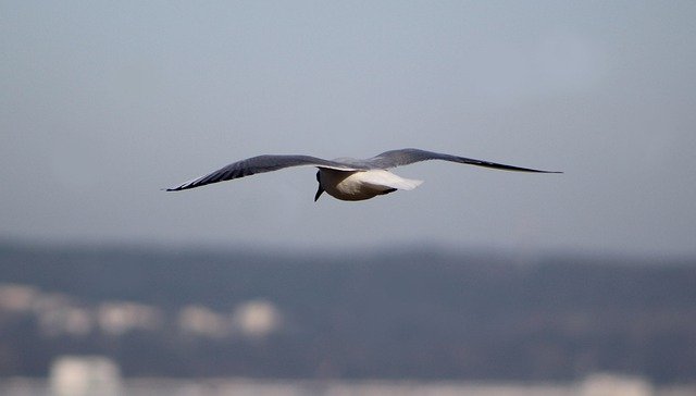 Téléchargement gratuit nature animaux oiseaux liberté image gratuite à éditer avec l'éditeur d'images en ligne gratuit GIMP