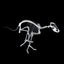 X Ray Dog  screen for extension Chrome web store in OffiDocs Chromium