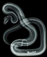 Free download X-Ray Snake free photo or picture to be edited with GIMP online image editor