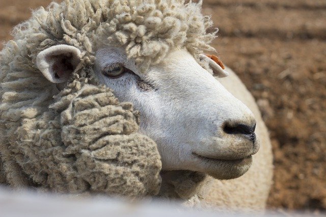 يمكنك تنزيل صورة مجانية لطبيعة حيوانات yang الحيوانية الماشية لتحريرها باستخدام محرر الصور المجاني عبر الإنترنت من GIMP