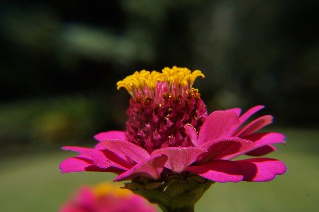 Descarga gratis yarda botánica el salvador naturaleza imagen gratis para editar con GIMP editor de imágenes en línea gratuito