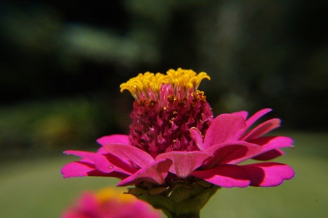 Free download yard botany el salvador nature free picture to be edited with GIMP free online image editor