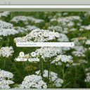 Yarrow  screen for extension Chrome web store in OffiDocs Chromium