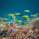 Yellow and Blue Fish Swimming in the Ocean  screen for extension Chrome web store in OffiDocs Chromium