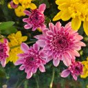 Yellow and purple chrysanthemums  screen for extension Chrome web store in OffiDocs Chromium
