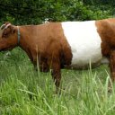 Yellow and white milk cow  screen for extension Chrome web store in OffiDocs Chromium