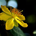 Yellow Apricot Blossom  screen for extension Chrome web store in OffiDocs Chromium