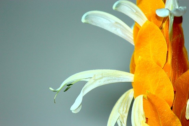 Descargue gratis la imagen gratuita de arte antiguo de flor de plátano amarillo para editar con el editor de imágenes en línea gratuito GIMP