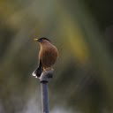 Yellow billed bird on the water pipe  screen for extension Chrome web store in OffiDocs Chromium