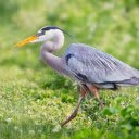 Yellow billed gray heron  screen for extension Chrome web store in OffiDocs Chromium