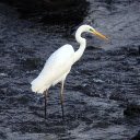 Yellow billed stork  screen for extension Chrome web store in OffiDocs Chromium