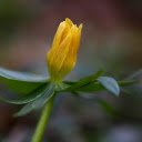 Yellow buds  screen for extension Chrome web store in OffiDocs Chromium
