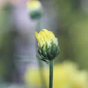 Yellow Buds and Dew  screen for extension Chrome web store in OffiDocs Chromium