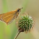 Yellow butterfly  screen for extension Chrome web store in OffiDocs Chromium