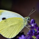 Yellow butterfly  screen for extension Chrome web store in OffiDocs Chromium