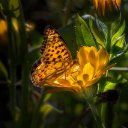 YELLOW BUTTERFLY Theme  screen for extension Chrome web store in OffiDocs Chromium