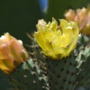 Yellow cactus  screen for extension Chrome web store in OffiDocs Chromium