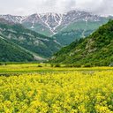 Yellow Canola flower wallpaper  screen for extension Chrome web store in OffiDocs Chromium